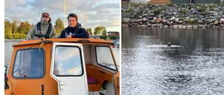 Fiskevännerna fick oväntat sällskap i Skellefteälven • Säl kom upp med fisk i munnen: "Som för att jäklas med oss"