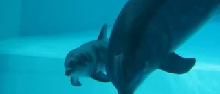 Ytterligare en delfinfödsel i Kolmården