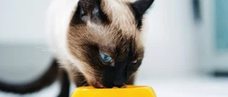 Dyr kattmat bäst - men priset omotiverat