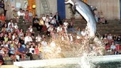 Delfinshowen är, tillsammans med Bamseteatern och rovfågelsuppvisningen den främsta orsaken till sommarens fina besökssiffror i Kolmårdens djurpark, tror ledningen.