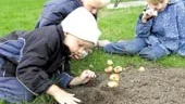 Nicholas, Victor och Ebba från förskolan Fridtunatäppan med tlpanlökar var sröda blommor ska lysa upp Vasaparken i vår och många vårar därefter.
FOTO: JANNE FORSBY