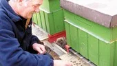 Rolf Felix fjolårsbin väntar på att flygas till den sista vilan. Under tiden byggs ett nytt bisamhälle upp med ett invånarantal som vida överstiger Stockholms.
FOTO: GUNNAR JOHANSSON