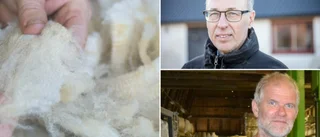 Slängs svensk ull i onödan? • Ny organisation vill förändra branschen – med två gotlänningar i styrelsen  
