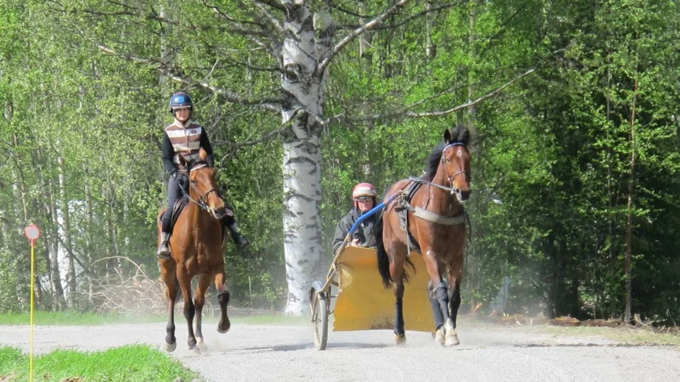 Raz Mackenzie ()ngela Nilsson i sadeln) och Dialog In (Roger Nilsson i sulkyn) laddar för Bodens V75-tävlingar på lördag.