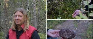Trots torra sommaren – bra år för ”gula guldet” i skogar utanför Skellefteå • Svampexpertens tips för den som ska ut och leta: ”Då kan man bli dålig”