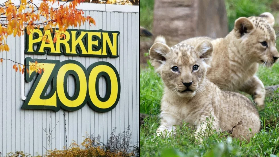 Förra året dog fem asiatiska lejonungar på Parken Zoo. Varför är okänt för både tidningen och organisationen Djurrättsalliansen.