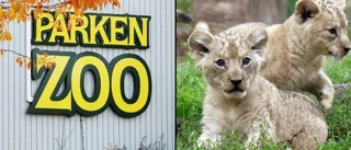 Rödlistade lejonungar avlivades på Parken Zoo – kritiseras av djurrättsorganisation: "Borde vara öppna med vad de gör mot djuren"