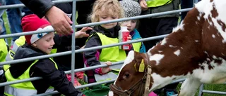 Besöksrekord vid årets betessläpp