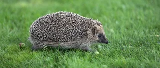 Fångade igelkottar – döms för jaktbrott