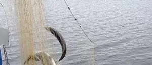 Rovfiske avslöjat i Kopparnäs