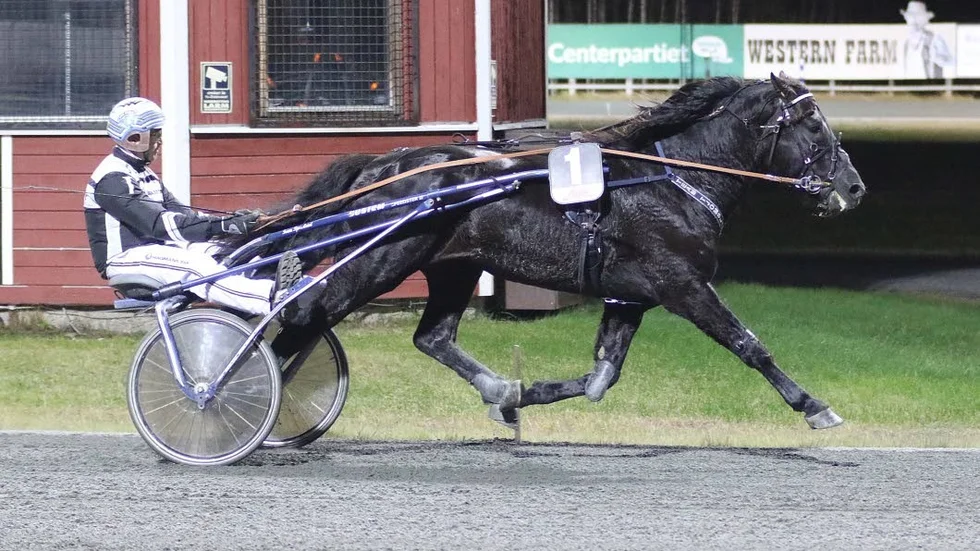 ÖVERLÄGSEN. Kallblodet Lome Annar var säsongens mest överlägsne rikstotovinnare på Bodentravet.