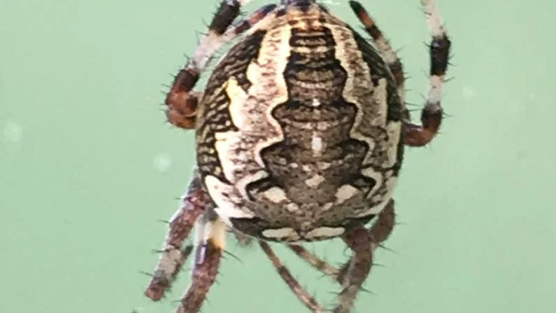Hjulspindel. Den spindel som Idun Åkerberg ville ha hjälp att identifiera är en mindre skuggspindel (Nuctenea silvicultrix).