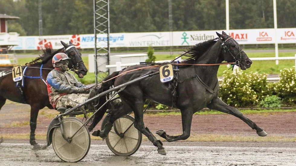 Roger Nilsson vinner lopp med Axl Brown i början av hästens karriär. Igår vann Axl Brown GS75-lopp i Östersund.