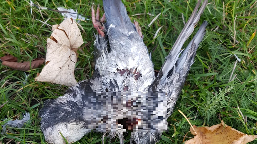En fågel som saknar huvud.