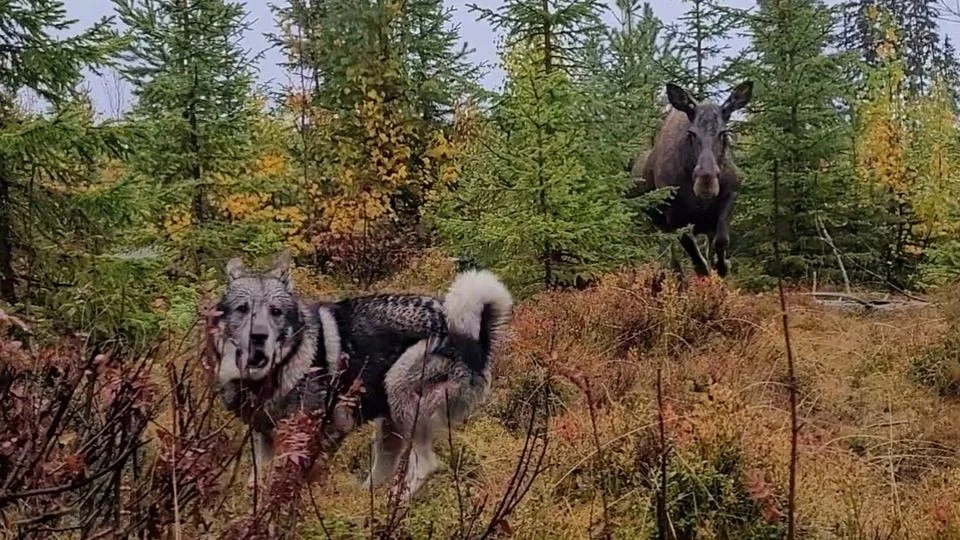 En stillbild från mötet med älgkon. Bilden skickades även in till Norsjö kommuns Facebooksida och utsågs där till ”Veckans Norsjöbygden-bild” i den tävling som pågår varje vecka.