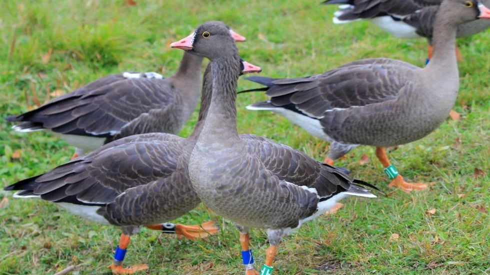 De hotade fjällgässen ökar sakta men säker i antal. I år lyckades några par häcka trots att förutsättningarna var dåliga. (arkivbild)