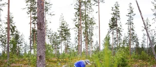 Svår bärsäsong – trots regnrekordet