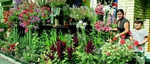 Balkongen blomstrar hos Maria från Borneo