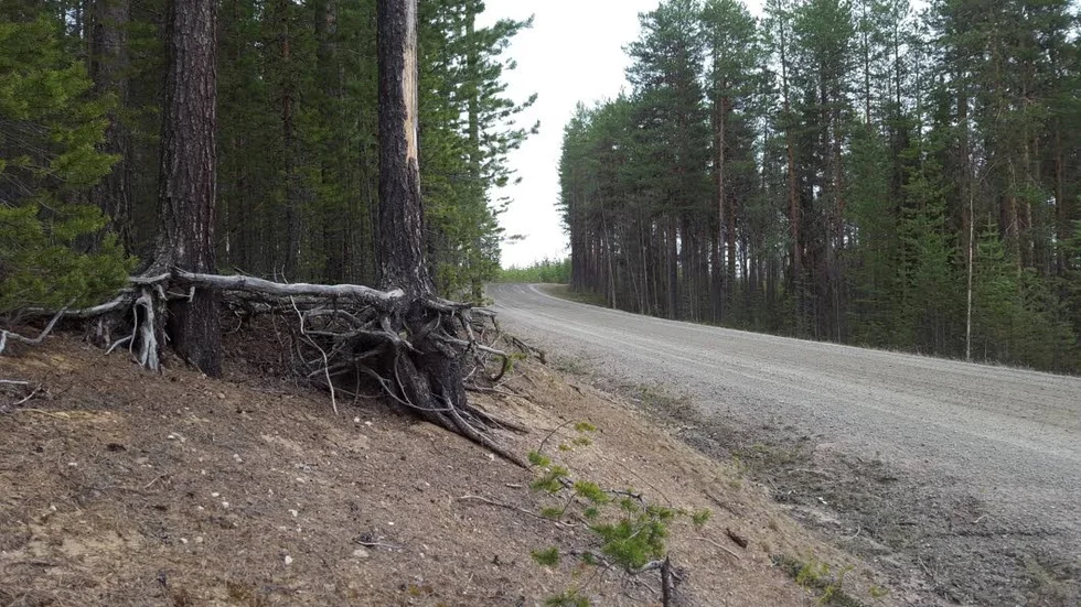 Nära vägen. Bilister är oroade över att träden ska falla över vägen till Lahnajärvi.