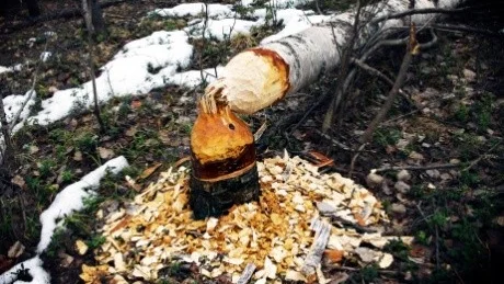SPÅR. ”Det har inte varit bävrar här tidigare. Men vi ser en del gnagspår från förra året också”, säger Per Lundbäck.  Foto: Privat