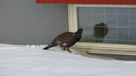 En vilsekommen orädd tjädertupp mitt i villaområdet på Durrnäs, Piteå, där den passade på att se sig själv i bild .