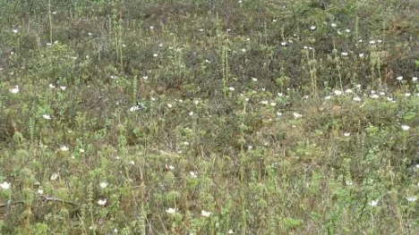 Blommande hjortronmyr.