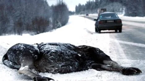 Polisen har gått ut med en viltvarning efter att ett flertal olyckor inträffat.