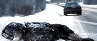 Polisvarning efter många viltolyckor