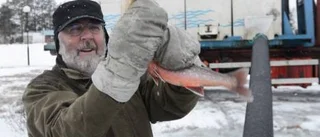 Fortsatt utsättning av ädelfisk i "Nybban"