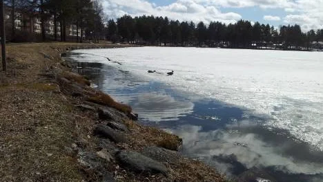 Två änder på Nyborgstjärn i Arvidsjaur. Lite öppet vatten har de fått, men det är mycket is kvar.