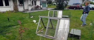 Lösspringande hundar bet ihjäl familjens kanin