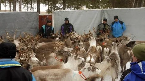 Många renar har fått stryka på foten - och nödslaktats - efter att ha drabbats av en plågsam ögonsjukdom. Bilden är tagen från ett annat sammanhang. (Arkivbild).