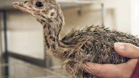 Årets första strutskyckling är född på Strutsfarmen i slagnäs. På bild en dag gammal, vikt 850 gram och cirka 20 centimeter hög.
