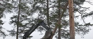 Trädfällning vid Nyborgstjärn