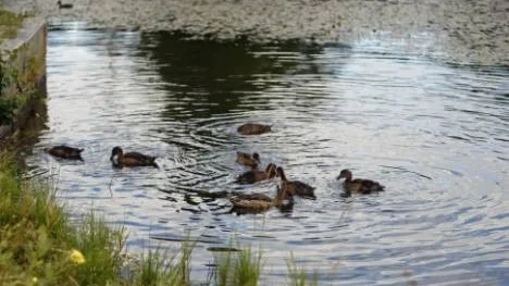 Sjöfåglarna i Lomtjärn är inne på tredje omgången ungar i år. "Av hänsyn till fågelungarna har park- och fritidsförvaltningen varit tvungen att avvakta med att klippa bort det fula sjögräset, men om några veckor ska vi göra det", säger arbetsledare Lars Nyberg.