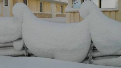 Snöripor?