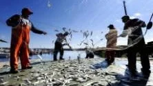 FET FISK. Det finns PCB och dioxin i den havsmiljön där yrkesfiskarna tar upp den strömming som sedan blir surströmming. Strömming är en fet fisk liksom lax och miljögifter har en förmåga att lagras i fett.