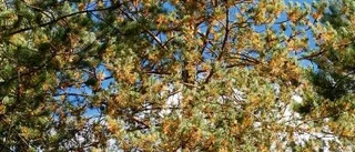Gulnade barr naturens gång