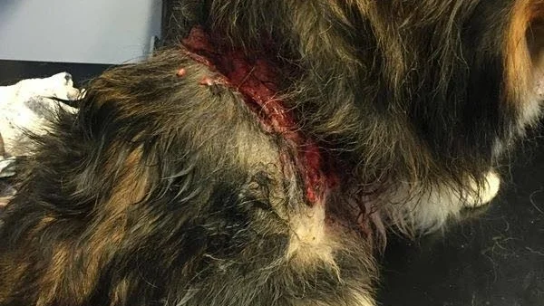 Svårt skadad. Bilden visar en av skadorna på Saga som fick djupa bitsår runt ryggen och nacken.