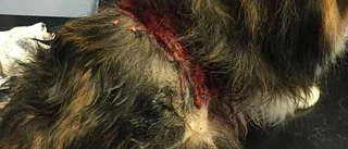 Saga skadades svårt efter attack