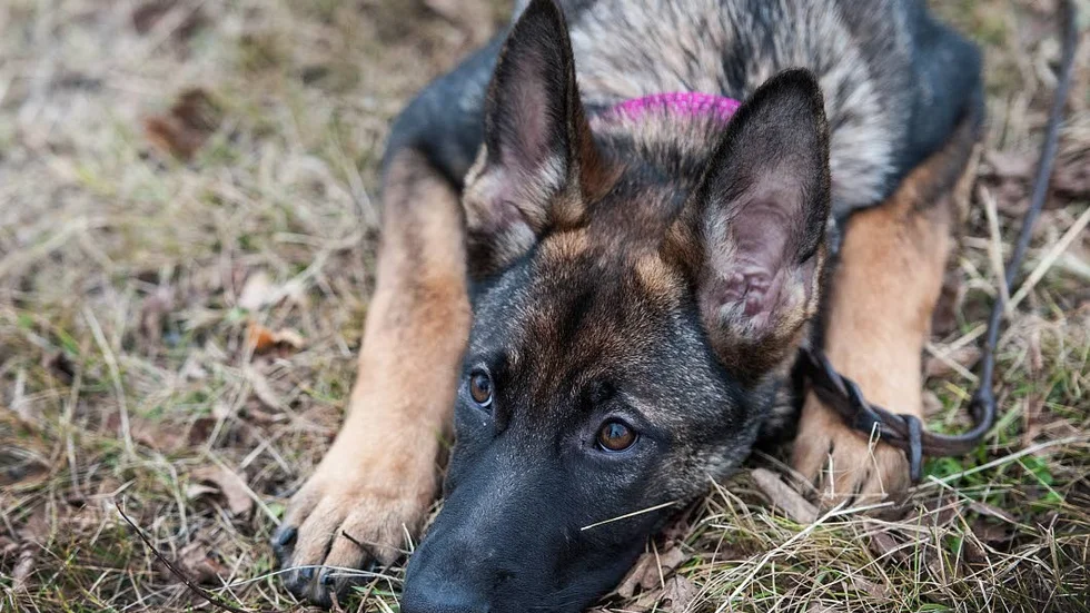 Sjuklig. Essie har fått åka till veterinären många gånger eftersom hon drabbats av såväl livmoderinflammation som halsböld och narkoskomplikationer.