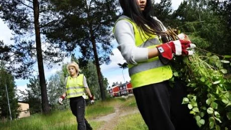 röjer. Lovisa Qvick och Nila Tin Maung sommarjobbar med att röja sly på Hertsön. De är två av de 1.900 ungdomar som fått kommunalt feriearbete i Luleå kommun. Foto: Sara Moritz