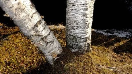 TRADITIONER. Våra begravningstraditioner har djupa rötter men nu kommer alternativen.  Minneslund eller askspridning på en egen kär plats ute i naturen eller över hav är begravningsformer som ökar.