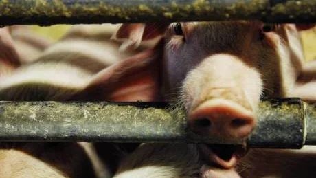 LEVDE FORTFARANDE. Den veterinär som fanns på plats vid svinslakten upptäckte att grisarna fortfarande levde när de skulle forslas till nästa steg i slaktprocessen - skållningen. "Det är fruktansvärt", säger Arja Kautto, Livsmedelsverket.