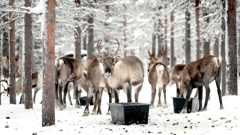 Katastrof. De extrema snömängderna har skapat stora problem för samebyarna i Kiruna.