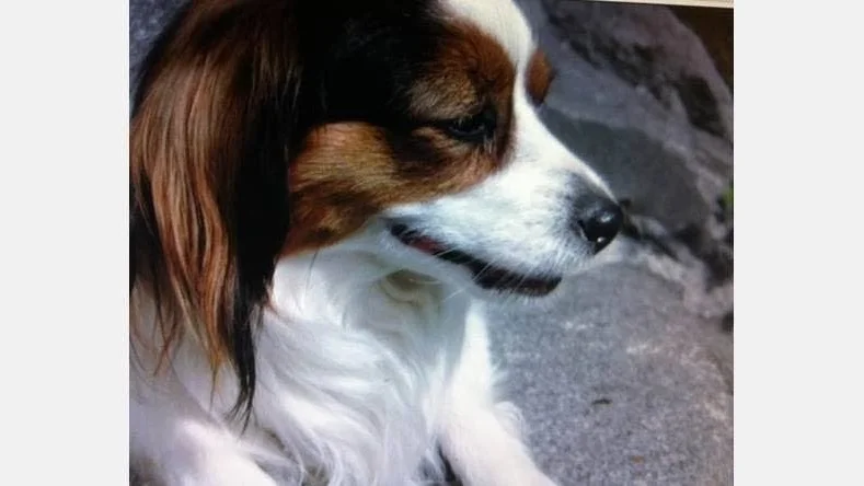 Sjuk. Hunden Lili blev tio år.