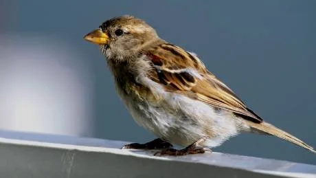 Foto: Hasse Holmberg