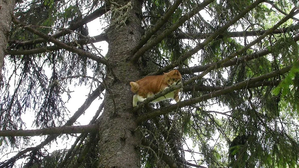 Katt i träd. I Älvsbnyn har en katt suttit fast i en hög tall sedan i måndags. Nu överväger man att fälla tallen ...