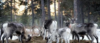 Vill ha 20 miljoner i extra anslag