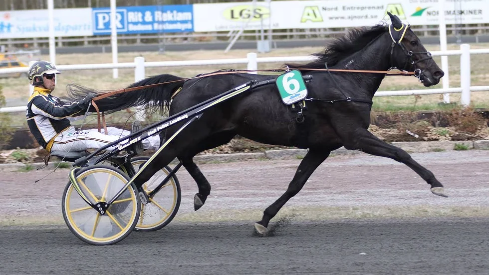 TRIPPEL. Petter Lundberg vann V 64:s första avdelning med Piteåhästen Åge Hornline. Sedan vann Petter två lopp till under kvällen.